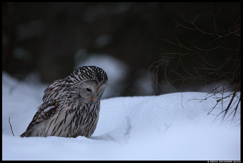 Ural owl