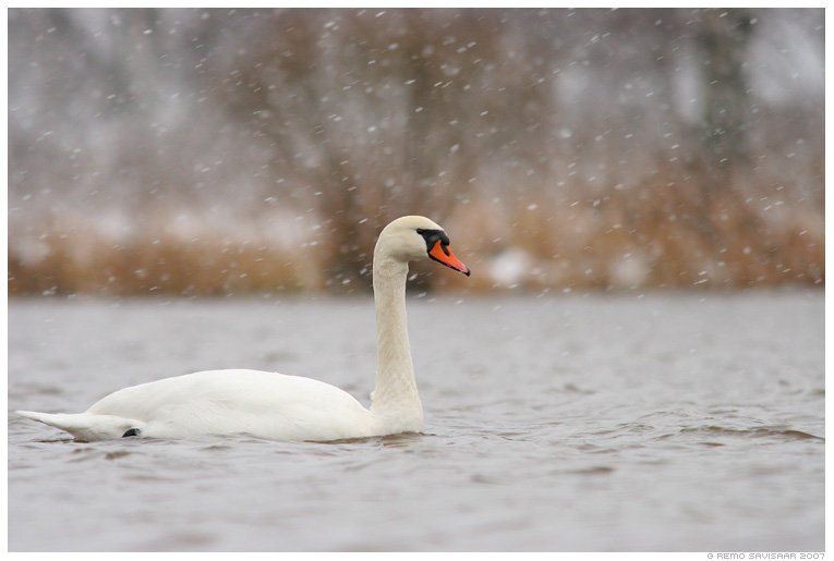 Mute swan