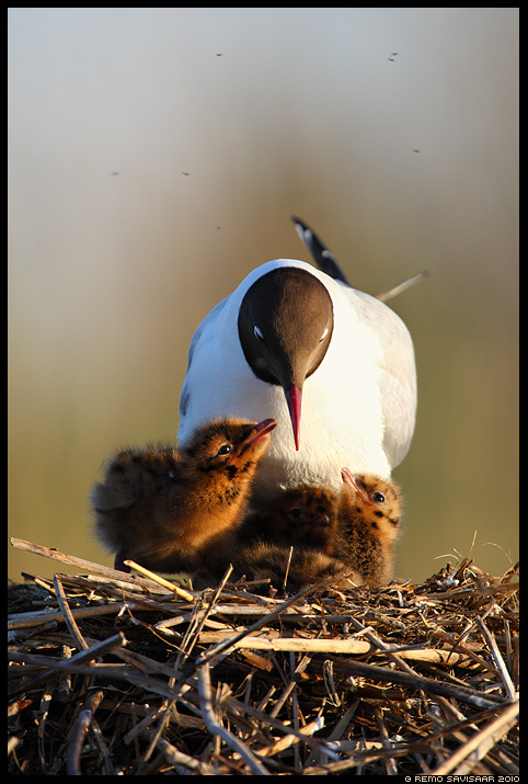 Black-headed gull