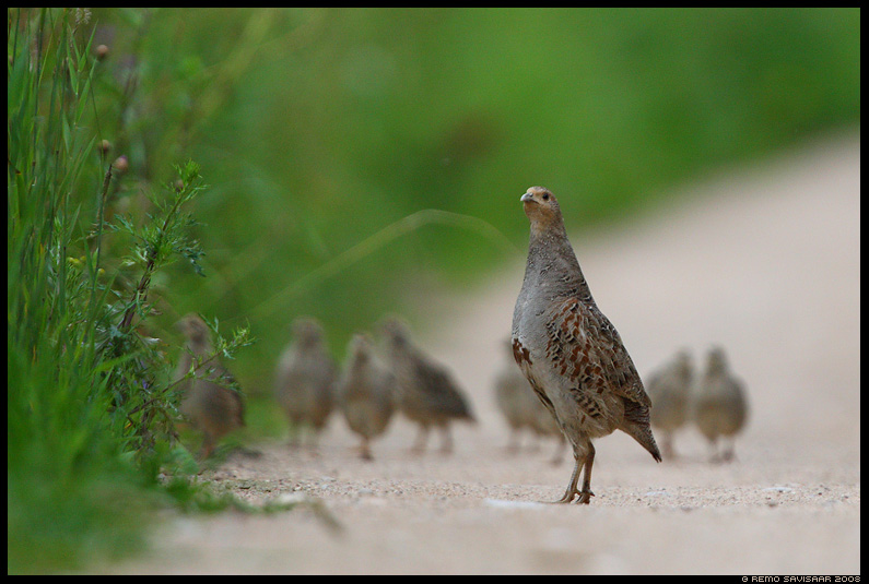 Grey partridge