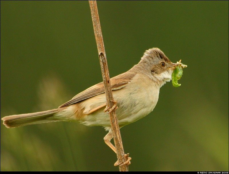 Common whitethroat