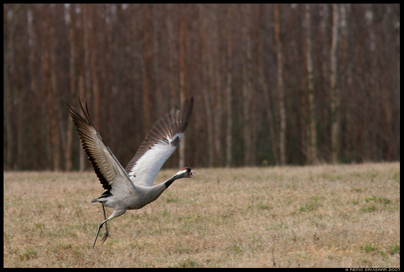 Серый журавль
