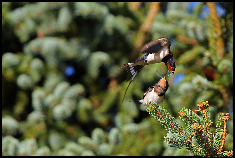 Деревенская ласточка
